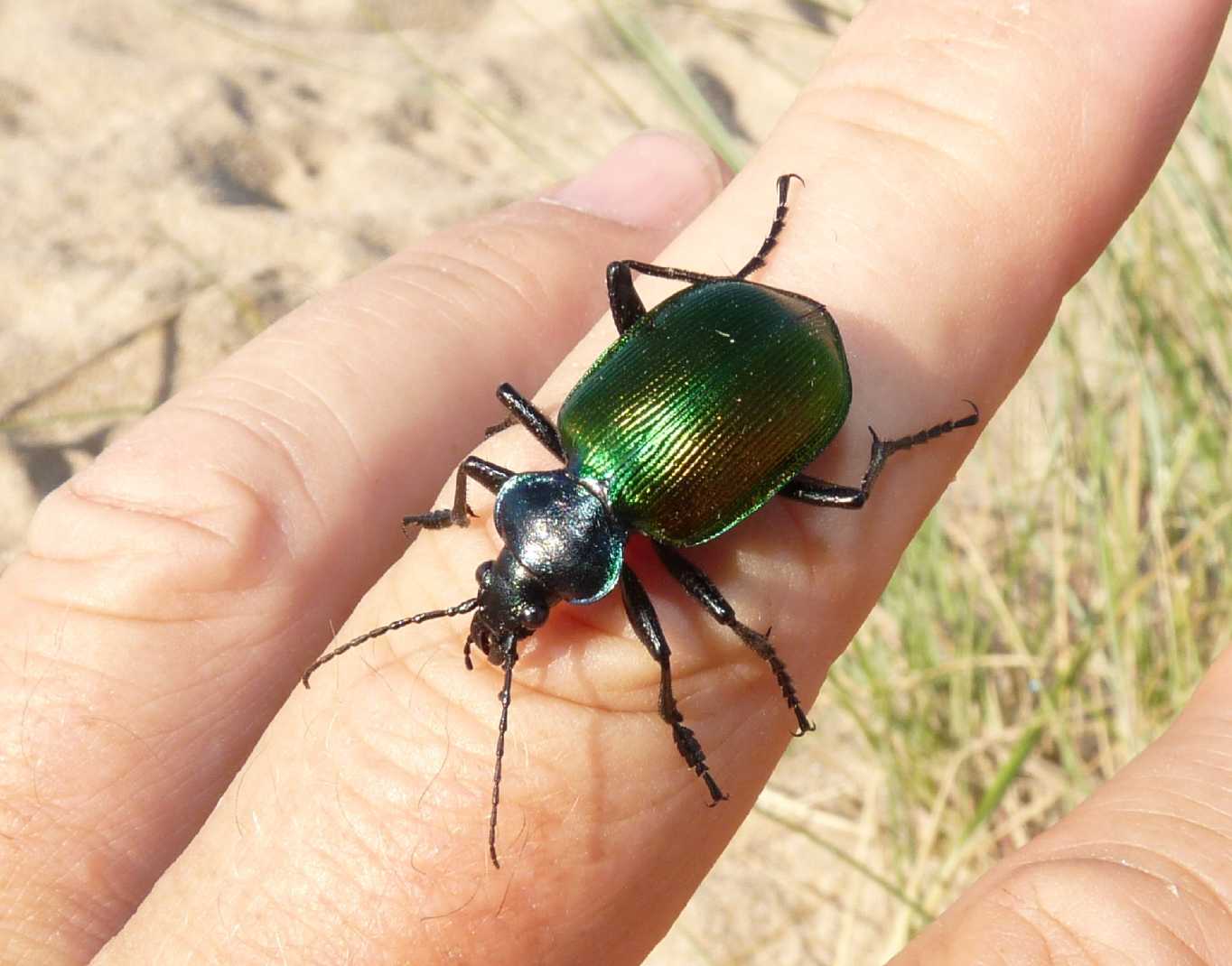 Calosoma sulla spiaggia